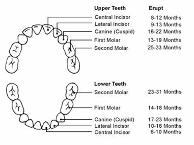 Primary Dentition Chart